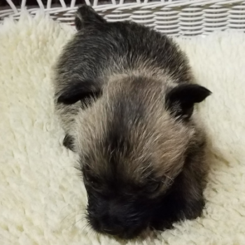 Reds Male Pup (AKC Cairn terrier Puppy)