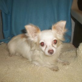 Stella (AKC White/Cream Female Long Hair Chihuahua)
